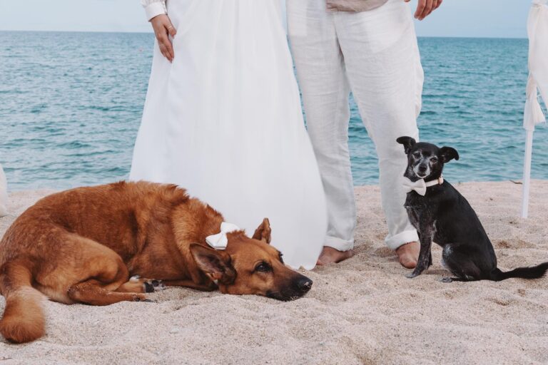 die zwei festlich gekleideten Vierbeiner posieren beim Shooting, Strandhochzeit - meer sardinien urlaub
