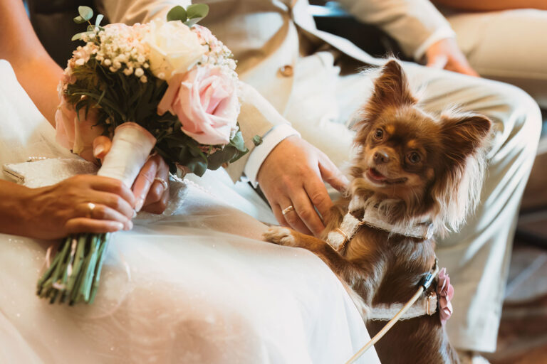 der-liebe-Vierbeiner-schaut-nahezu-stolz-während-der-Trauungszeremonie-in-die-Kamera,-Trauung-im-Standesamt---meer-sardinien-urlaub