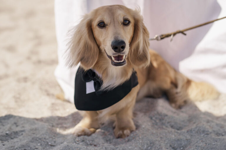 der-pelzige-Liebling-ist-natürlich-auch-bei-der-Strandhochzeit-mit-dabei-und-zwar-mit-Ehrenrolle-als-Ringträger---meer-sardinien-urlaub