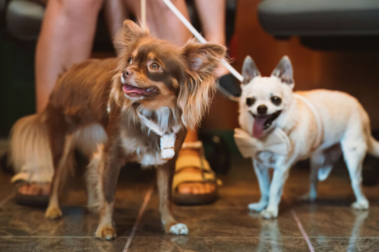 die-zwei-süßen-Vierbeiner-sind-bei-der-Zeremonie-selbstverständlich-dabei,-Trauung-im-Standesamt---meer-sardinien-urlaub