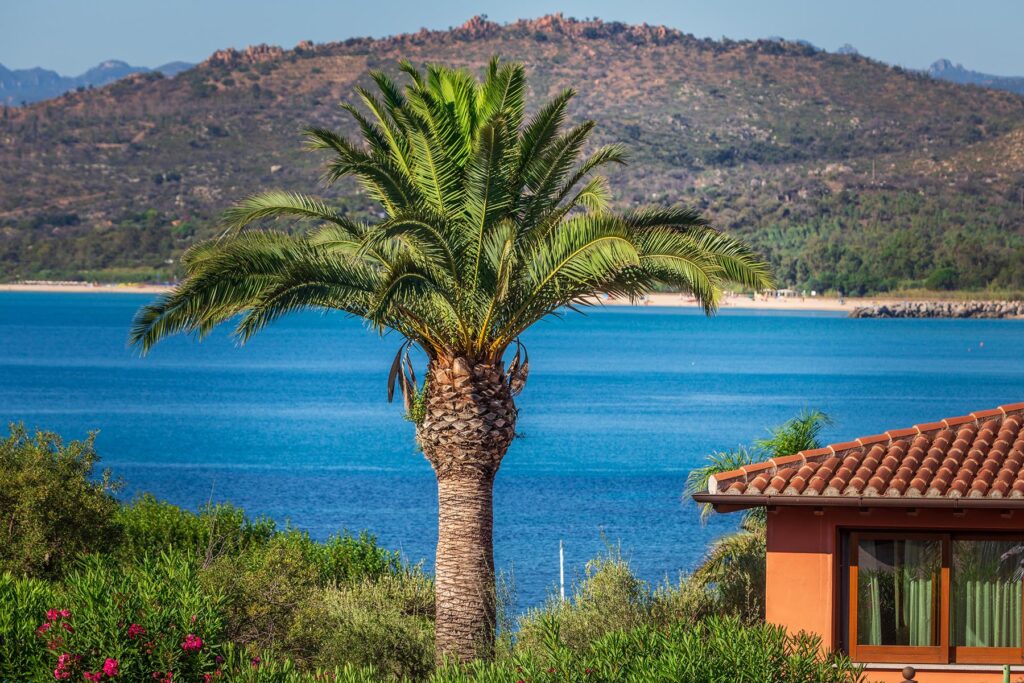 Ausblick auf das Meer mit Königspalme, Hotel Club Saraceno, Arbatax - meer sardinien urlaub