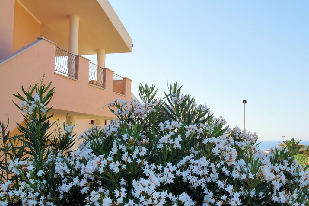 Außenansicht mit blühendem Oleanderbusch einer Ferienwohnung Solevacanze - meer sardinien urlaub