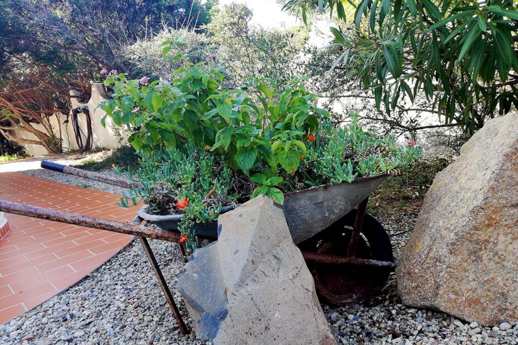 Details im Naturgarten des Ferienhauses Mandara, Baccu Mandara - meer sardinien urlaub