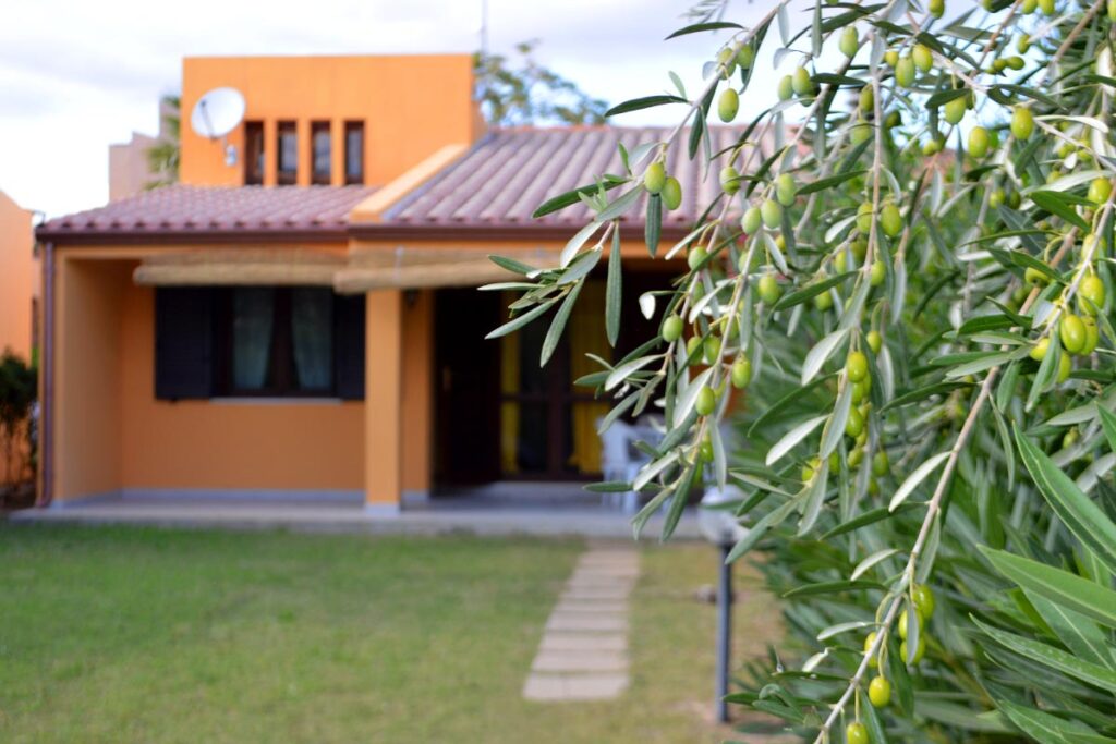 Olivenzweig im Garten des Ferienhauses Numero 46 - meer sardinien urlaub