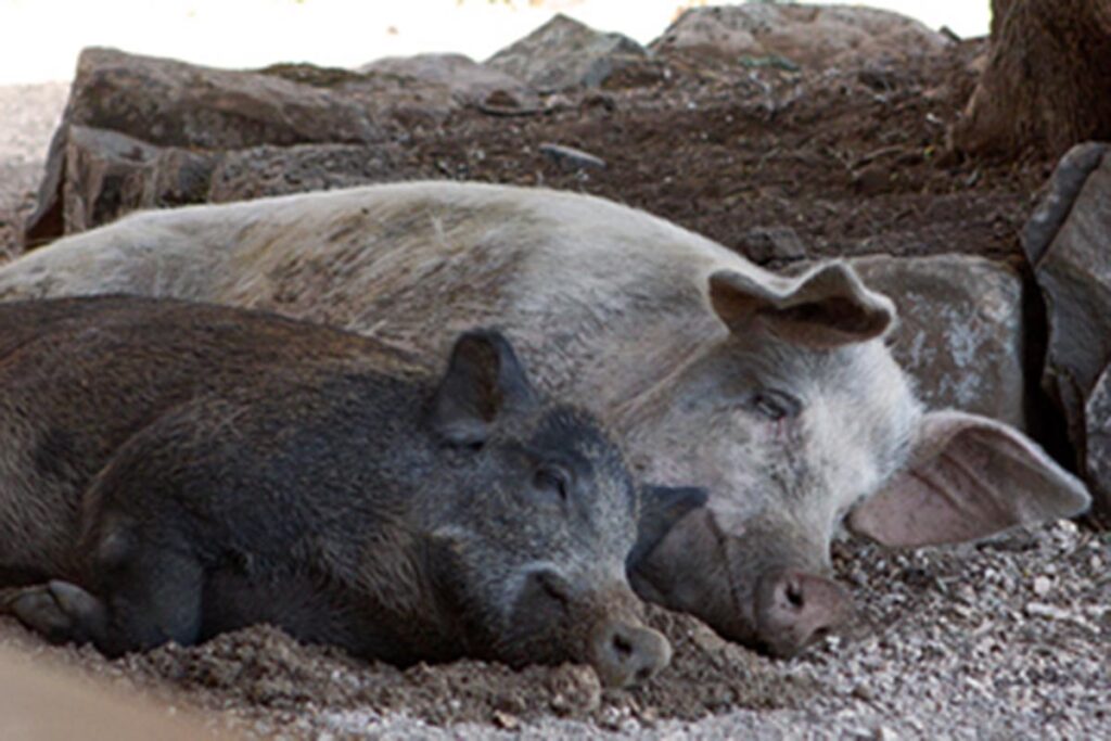 glückliche Schweine im Agriturismo Neule - meer sardinien urlaub