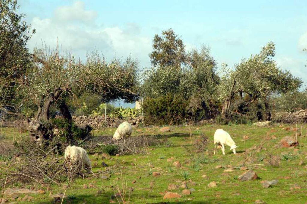 grasende Schafe gehören natürlich auch zum Anwesen des Agriturismo Neule, Dorgali - meer sardinien urlaub