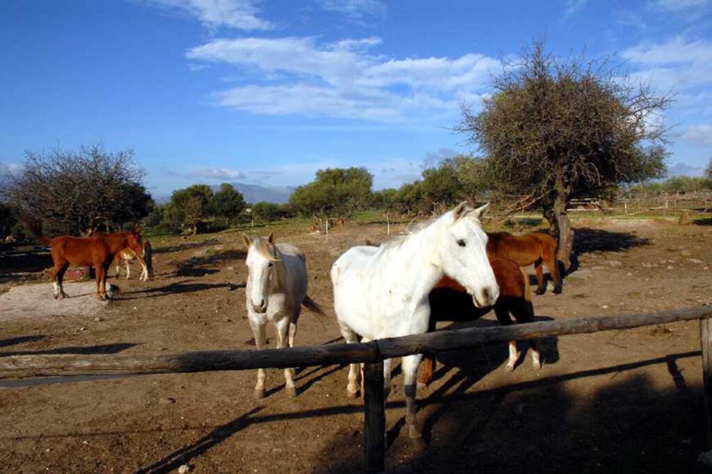 liebliche Pferde des Agriturismo Neule, Dorgali - meer sardinien urlaub