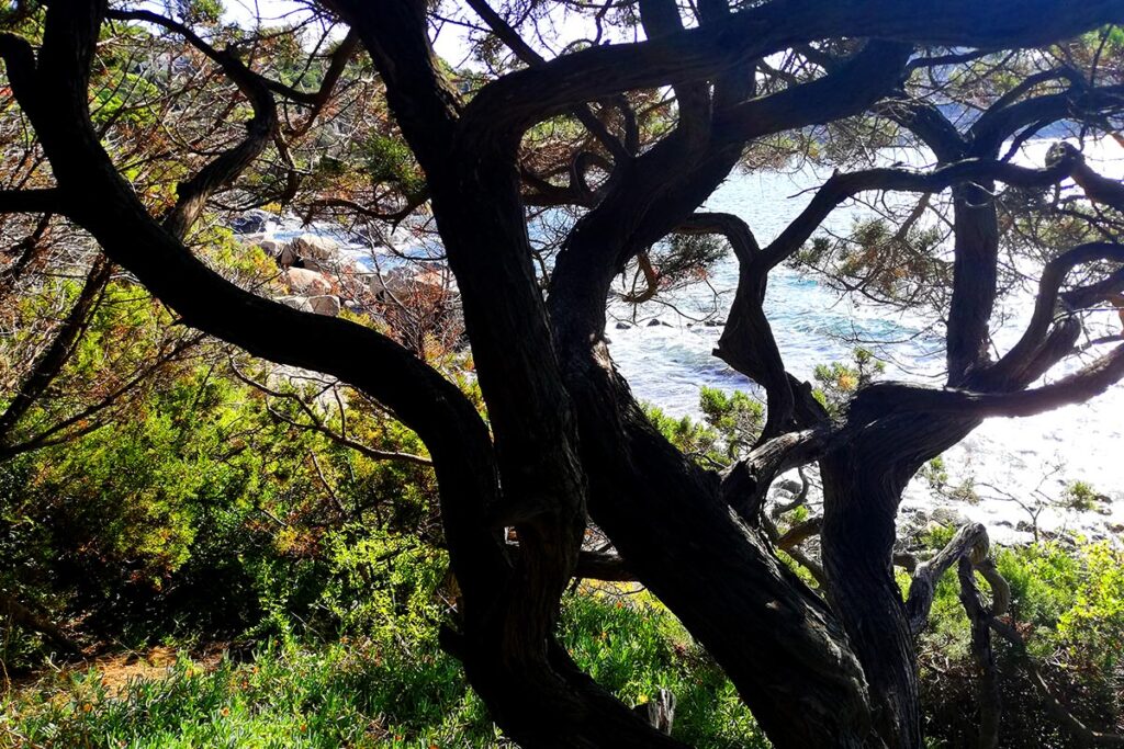 wunderbare Ausblicke im Naturgarten des Ferienhauses Mandara, Baccu Mandara - meer sardinien urlaub
