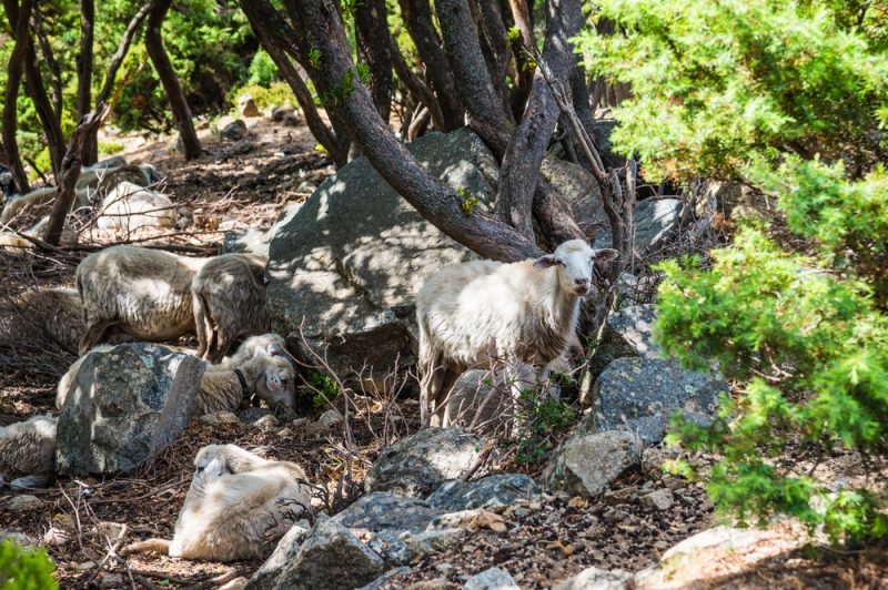 Friedliche-Schafe-in-einem-Waldstück-Sardinien-zählt-doppelt-so-viele-Schafe-wie-Bewohner-meer-sardinien-urlaub