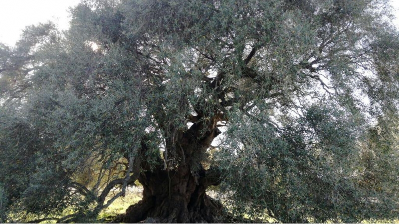 Olivenbaum-bei-Luras-meer-sardinien-urlaub