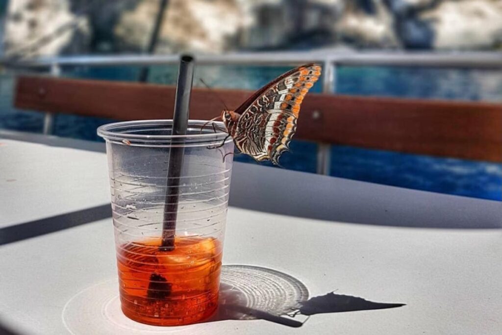 ein willkommener Aperitif auf dem Motorboot Helios ab Arbatax - meer sardinien urlaub