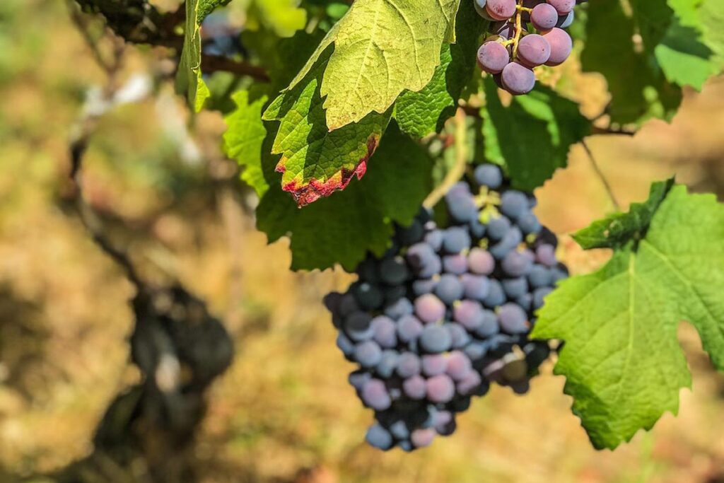 Der süffige Wein stammt aus eigenem Anbau, Agriturismo Il Muto di Gallura, Aggius - meer sardinien urlaub