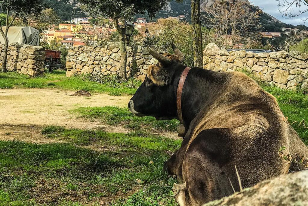 Eine friedlich ruhende Kuh vor dem Hintergrund der Aggius-Berge des Agriturismo Il Muto di Gallura, Aggius - meer sardinien urlaub