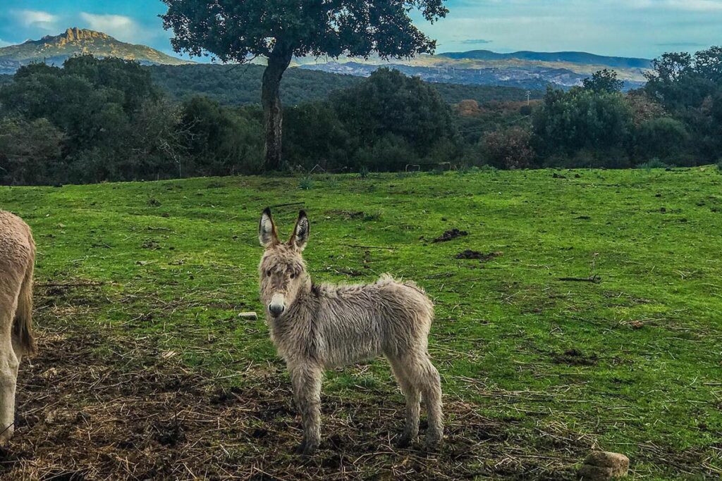 Selbst süsse Esel hat es im Agriturismo Il Muto di Gallura, Aggius - meer sardinien urlaub