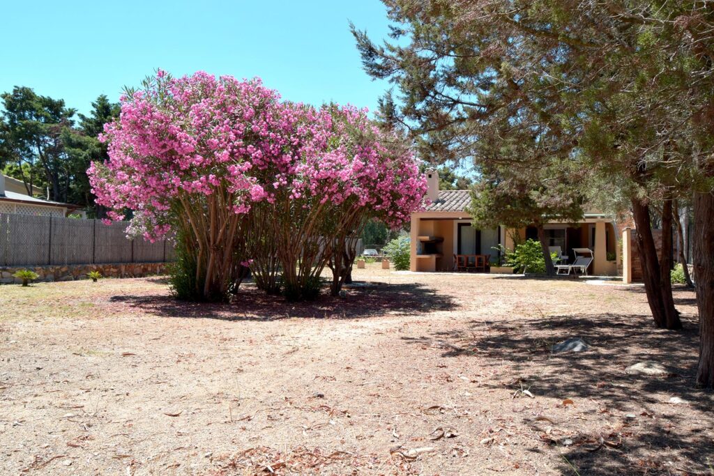 der weitläufige Garten mit Bouganvillea-Sträuchern als Blickfang, Ferienhaus Giunco, Villasimius - meer sardinien urlaub