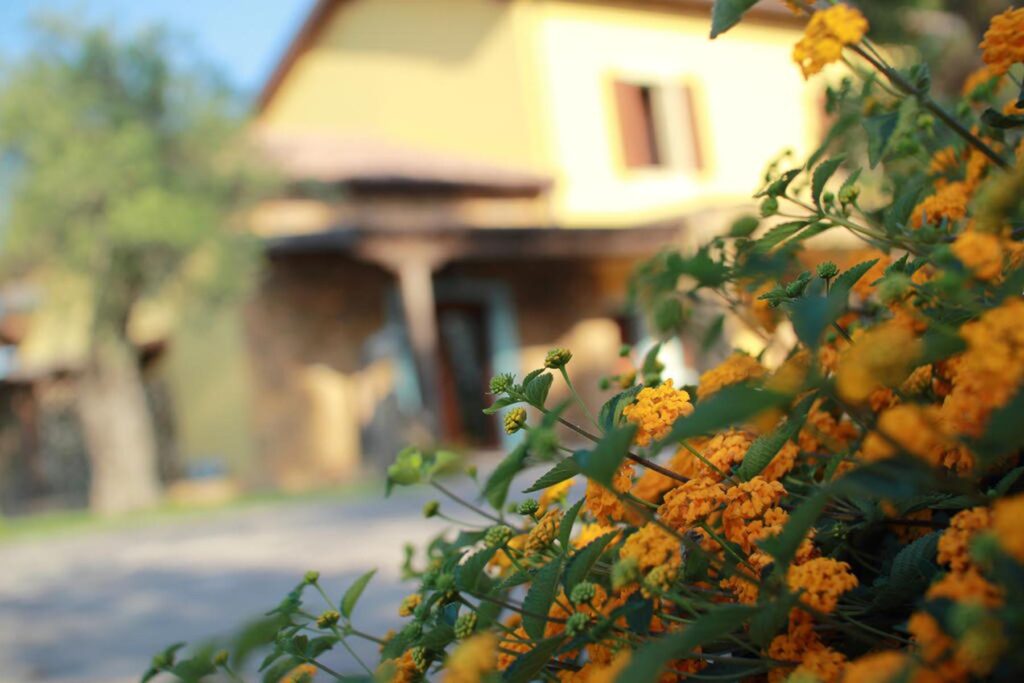 Wandelröschen setzen gekonnte Farbakzente, Agriturismo Su Passu, Alghero - meer sardinien urlaub