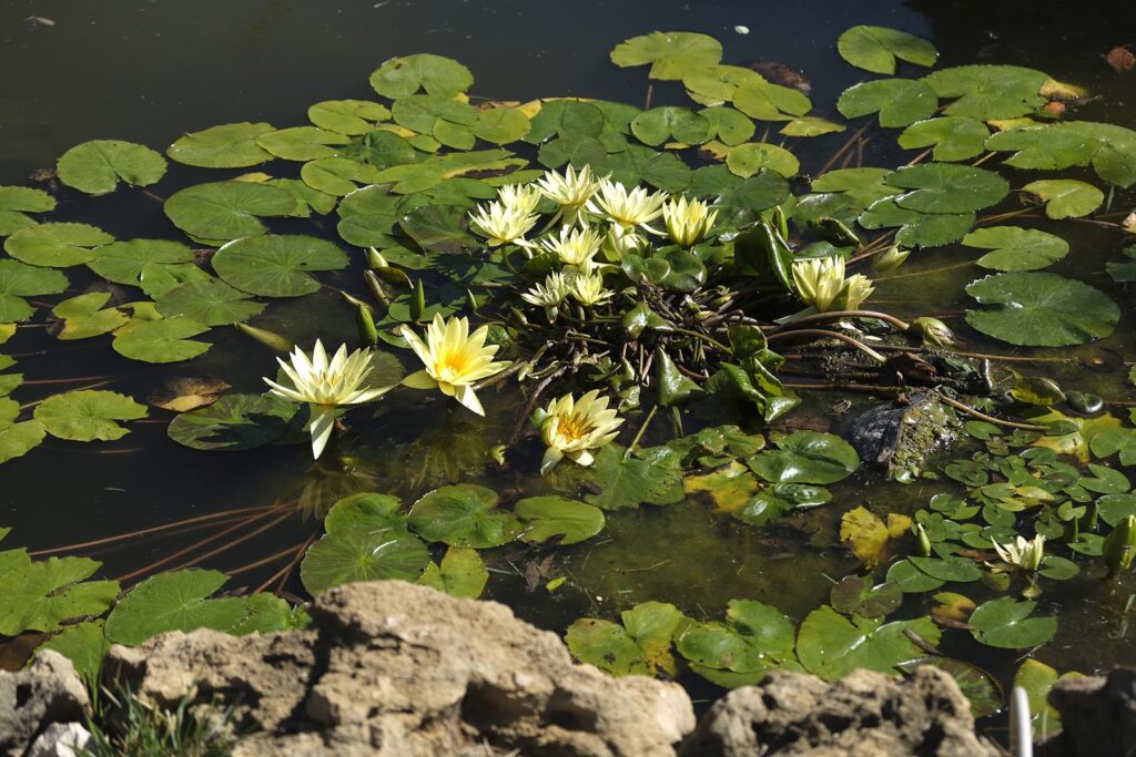 ein bezaubernder Teich im Garten des Agriturismo Inghirios, Alghero - meer sardinien urlaub