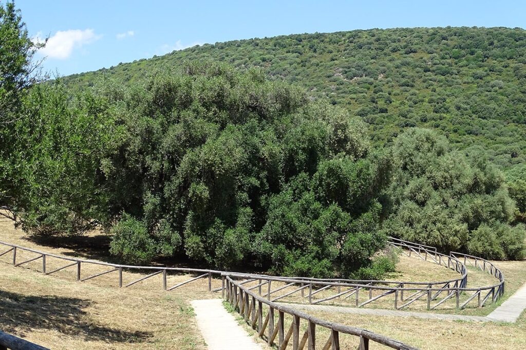 Blick-auf-den-imposanten-etwa-4.000-Jahre-alten-wilden-Olivenbaum-bei-Luras-meer-sardinien-urlaub