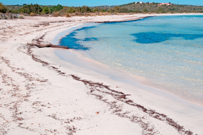 Vereinzelte Ablagerungen an Poseidonia Oceanica am Strand Cala Brandinchi, Sardinien. Das Neptungras ist Synonym für reines Meerwasser und für das Ökosystem enorm wichtig, es steht unter Naturschutz - meer sardinien urlaub