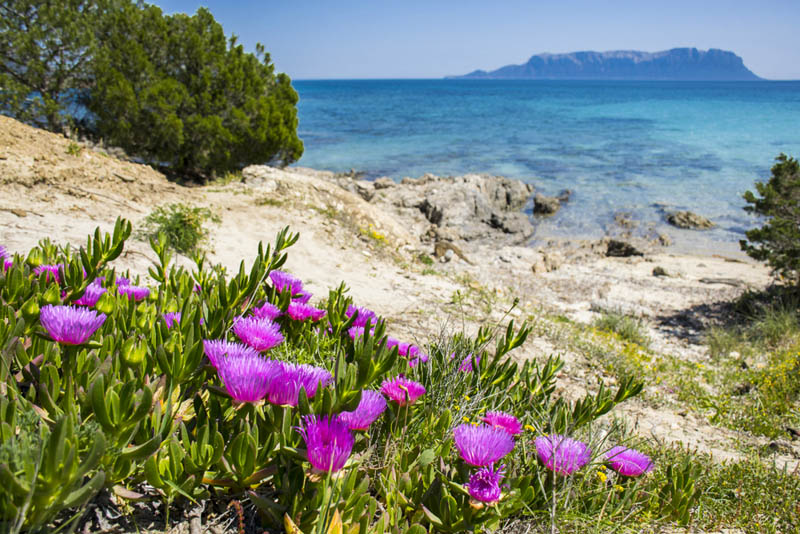 Felsen und Strandblumen an der Bucht Cala Sassari mit Blick auf eine Inselklippe im Nordosten von Sardinien - meer sardinien urlaub