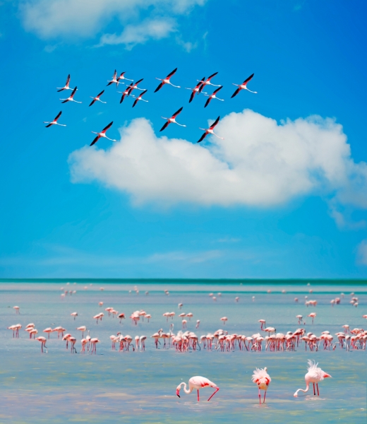 Flamingos - meer sardinien urlaub