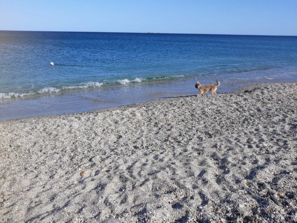 Hundestrand Quirra - meer sardinien urlaub