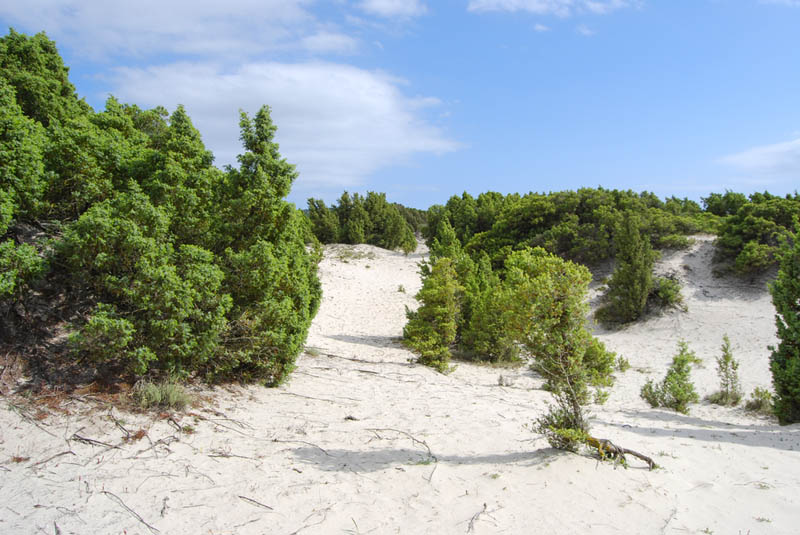 Sanddünen mit Wacholderbäumen am Strand Is Solinas bei Masainas in Sardinien - meer sardinien urlaub